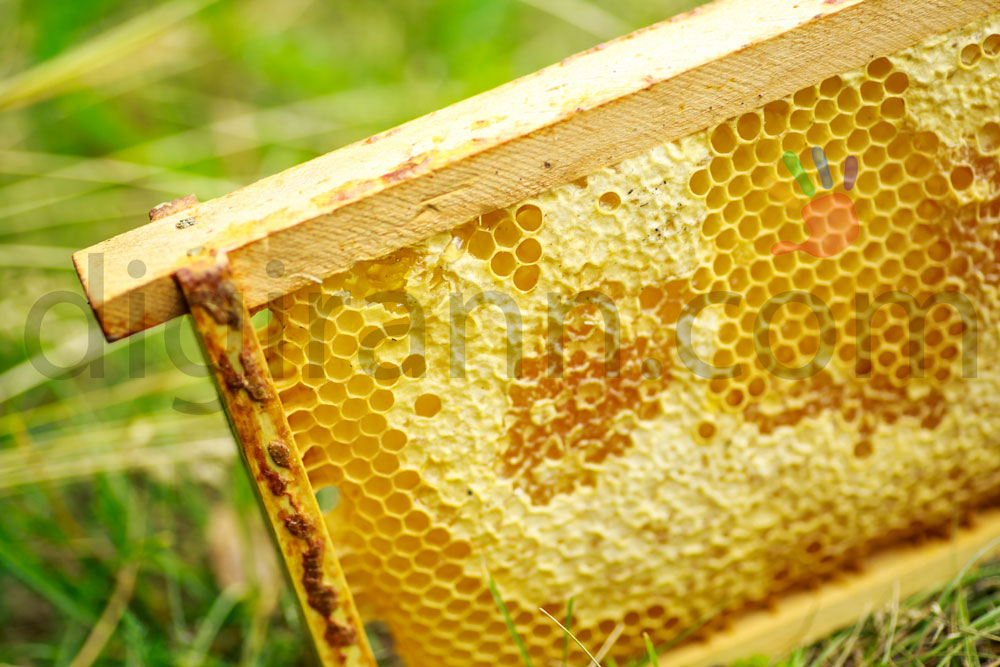 نمای نزدیک از قاب چوبی شان موم زنبورعسل با حجره و سلول های زرد و شش ضلعی پر از عسل بر روی سبزه و چمن