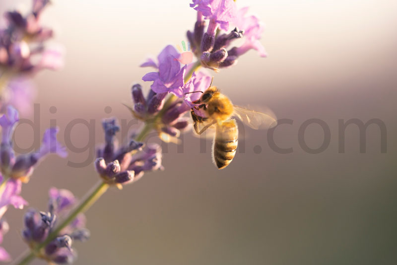 نمای نزدیک از گرده افشانی و برداشت شهد توسط زنبورعسل از روی گل بنفش و گیاه ها