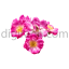 نمای نزدیک از گل گلاب و عرقیات گیاهی قمصر کاشان اصفهان طوبی / rose water