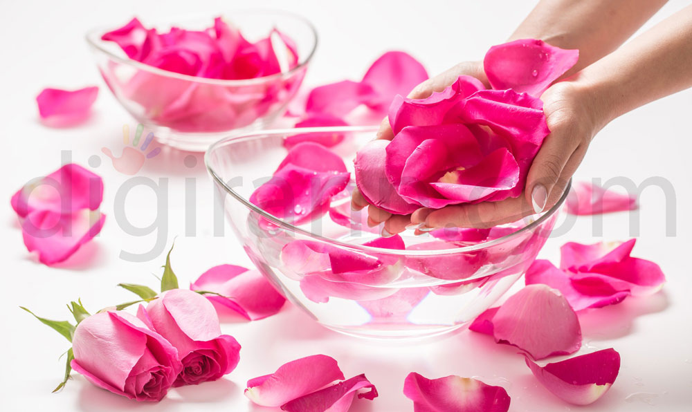نمایی از خواص گلاب برای پوست صورت گلبرگ گل محمدی و ظرف شیشه ای با دستانی پر از گل