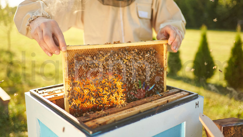 نمایی از عوارض خوردن موم عسل داخل شان با زنبورعسل های روی آن در کندو توسط زنبوردار